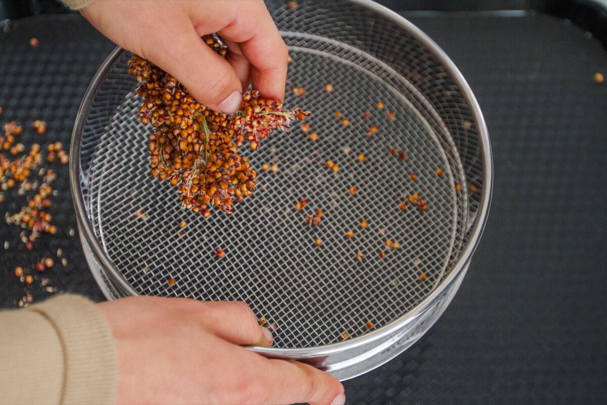 Hands threshing sorghum seeds over a steel sieve