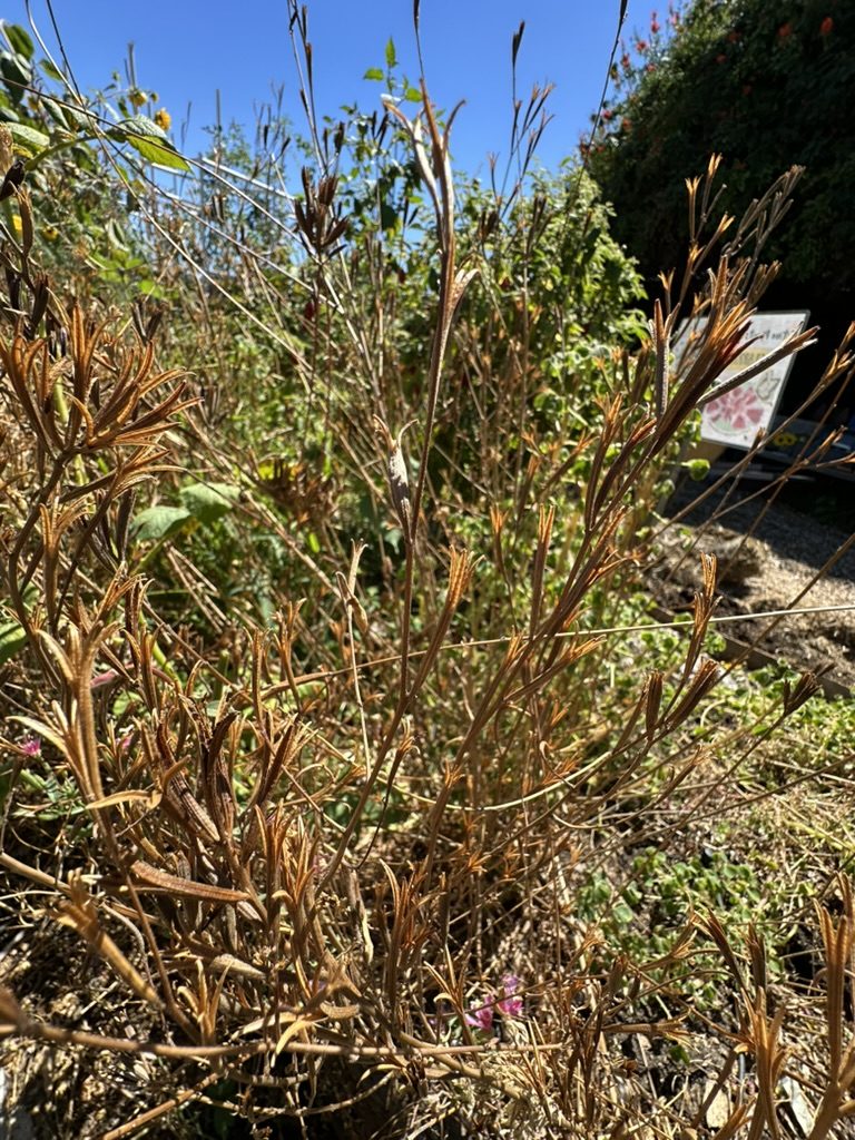 Tall dry stalks in a garden bed