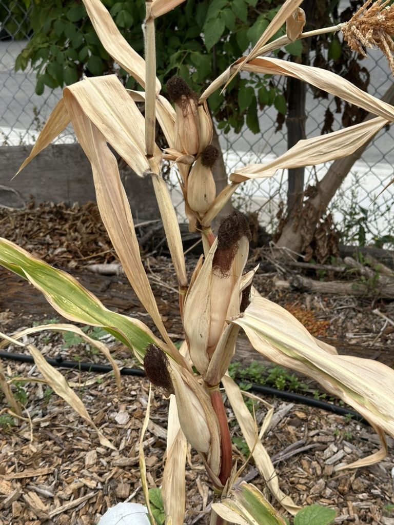 Dry corn stalks at the end of the season