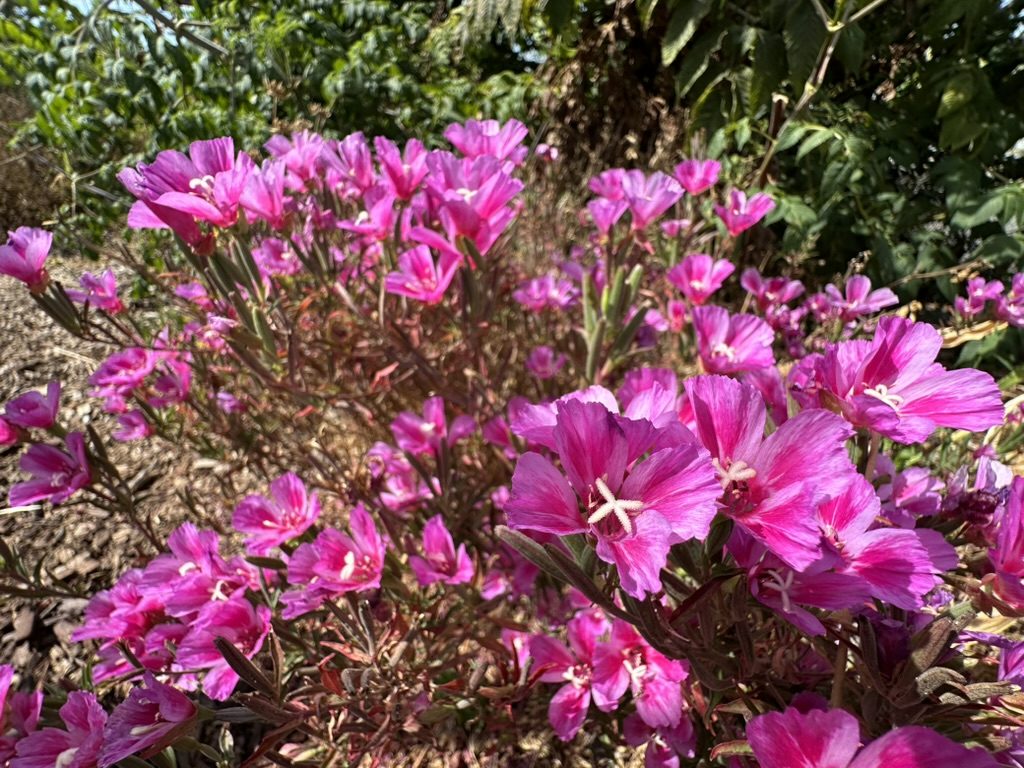Pink flowers in bloom at the garden