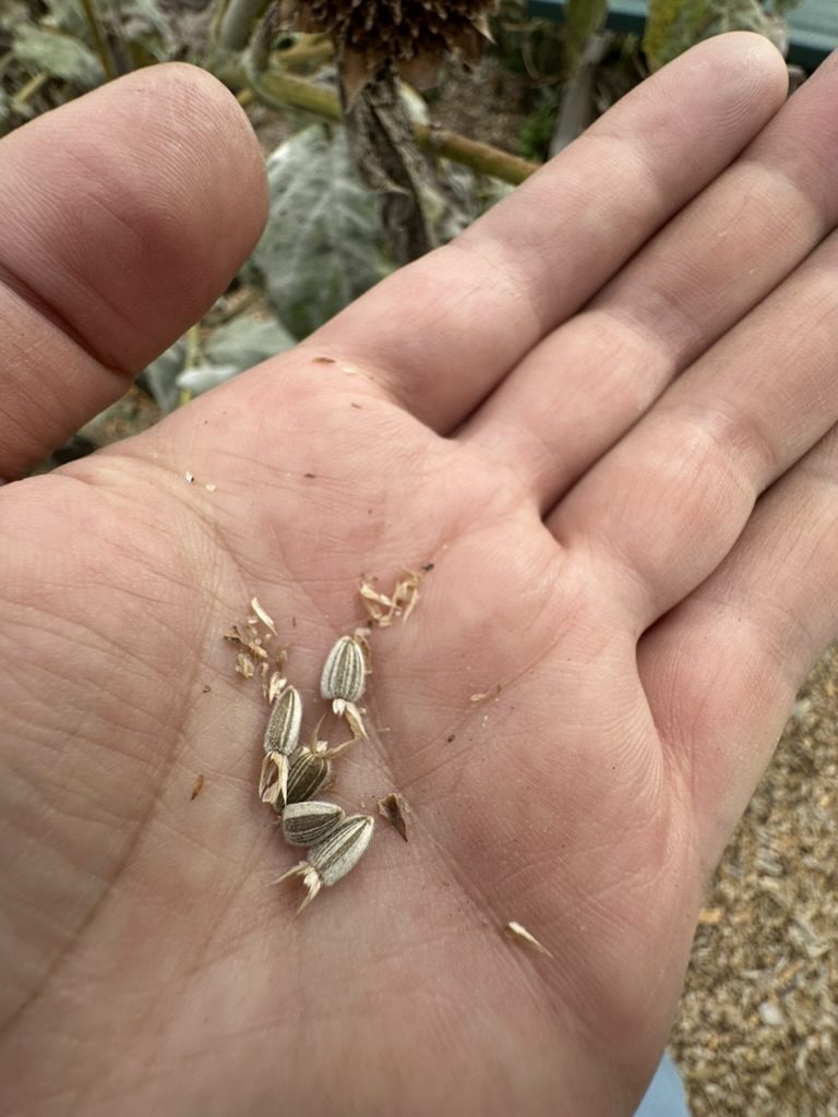 Seeds collected in an open palm