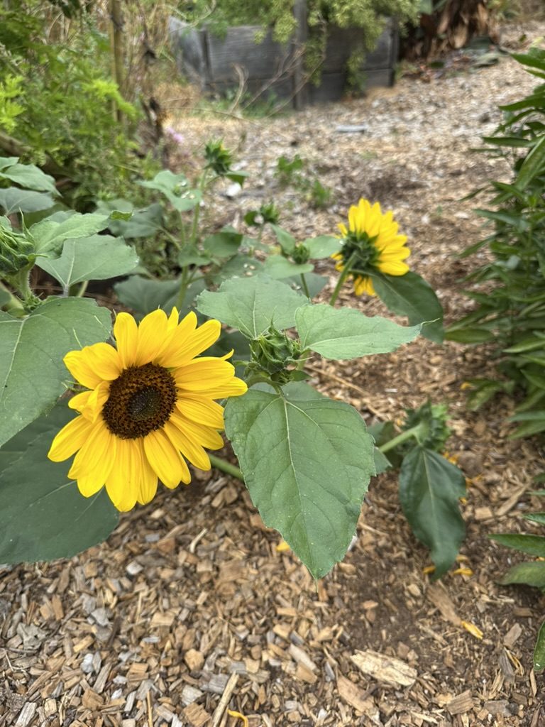 Sunflower growing in a mulched bed