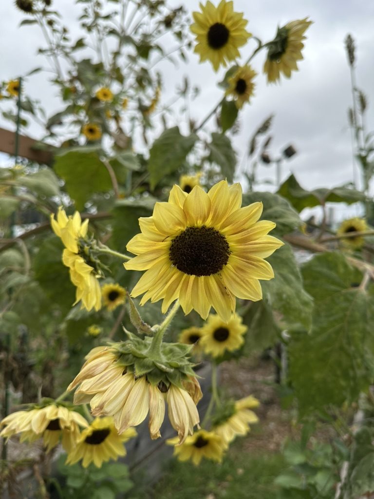 Sunflowers in bloom along the garden fence