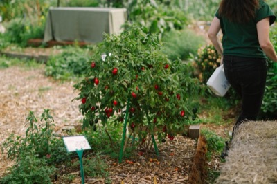 Ripe tomatoes on the vine