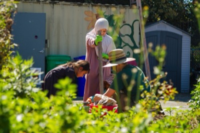 Two people harvesting greens in the garden beds