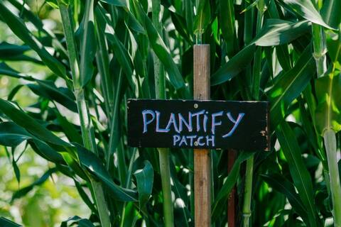 The Plantify Patch sign among tall corn