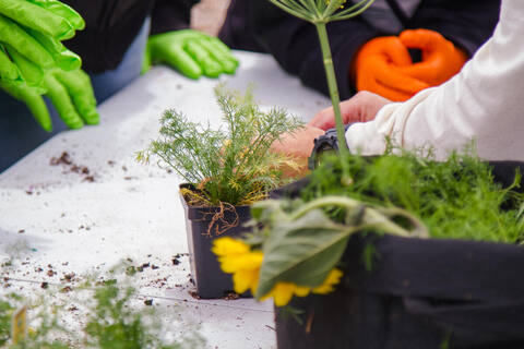 Gloved hands potting dill seedlings