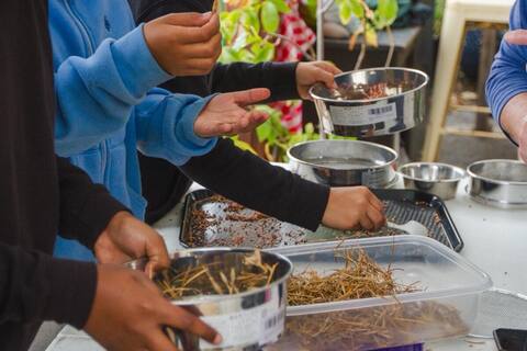 Kids rubbing dried seed heads over sieves at a garden table