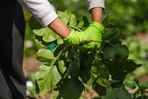 A bare hand and a gloved hand holding a bunch of leafy greens